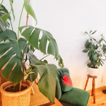 Borowka Apartment *